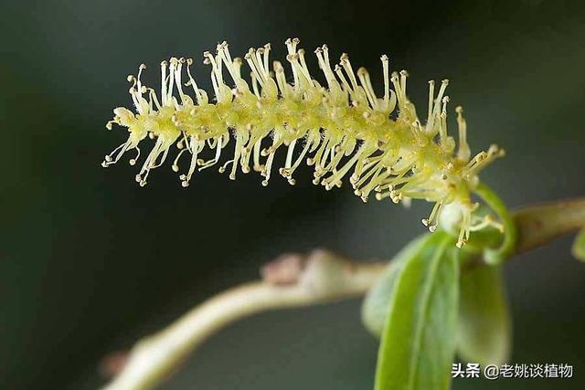 鲜花种类,园林绿化花卉品种有哪些？