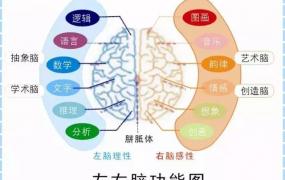 开发右脑的十种方法,右脑开发要怎么做才是最好的？