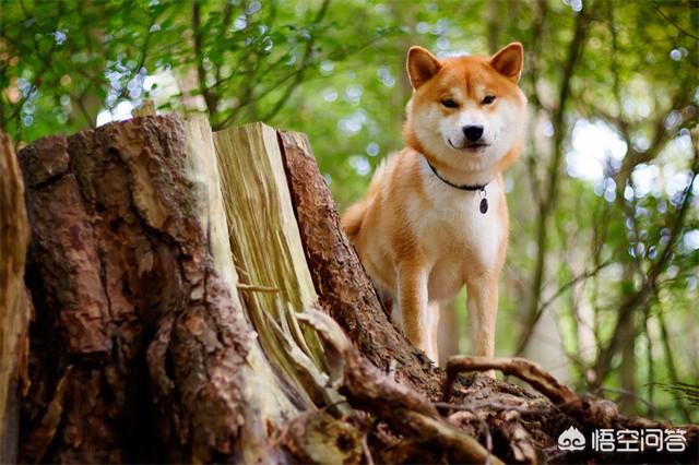 柴犬价格多少钱一只,柴犬怎么样，幼犬多少钱？