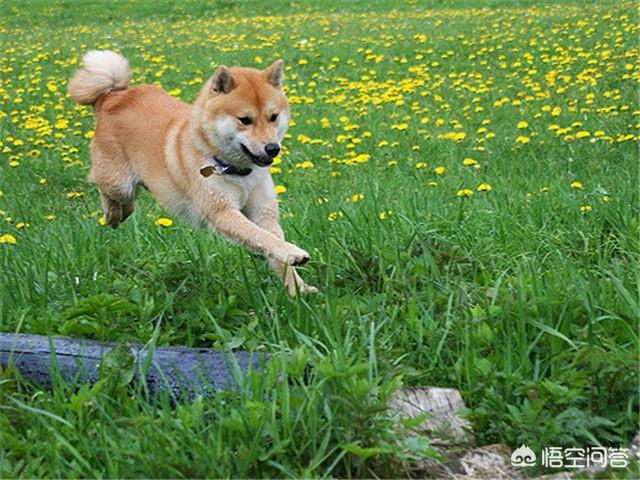 柴犬价格多少钱一只,柴犬怎么样，幼犬多少钱？