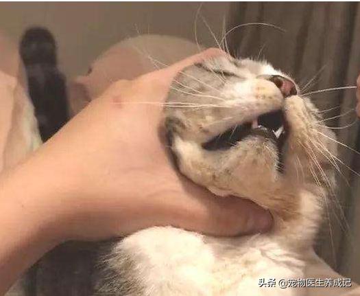 训猫,不打猫，怎么样才能让猫变乖？