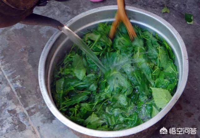 草头饼,哪里有野生的神仙豆腐树？