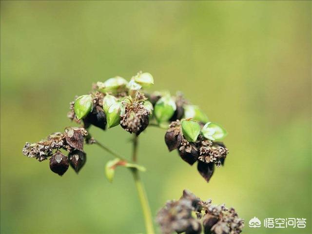 荞麦面粉的做法大全,荞麦有多少种吃法？请举例说明？