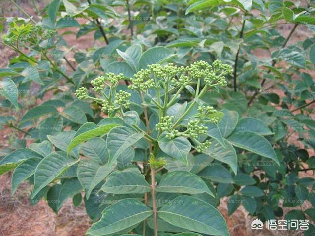 茱萸是什么植物图片,吴茱萸种植有海拨要求吗？