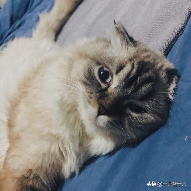 猫咳嗽,猫咪打喷嚏咳嗽的病毒会传染吗？