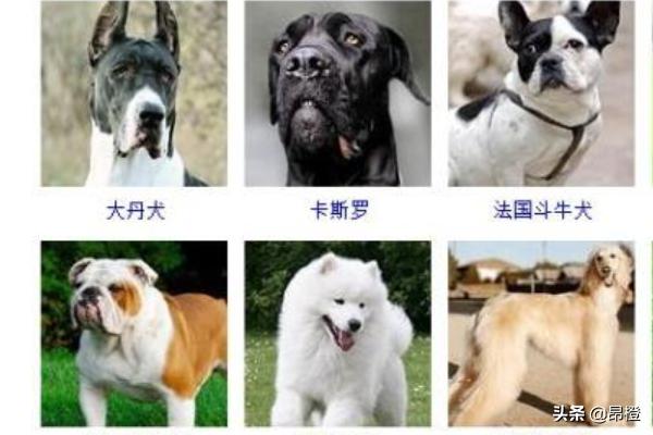 狗名字,怎么给狗狗取一个好名字？