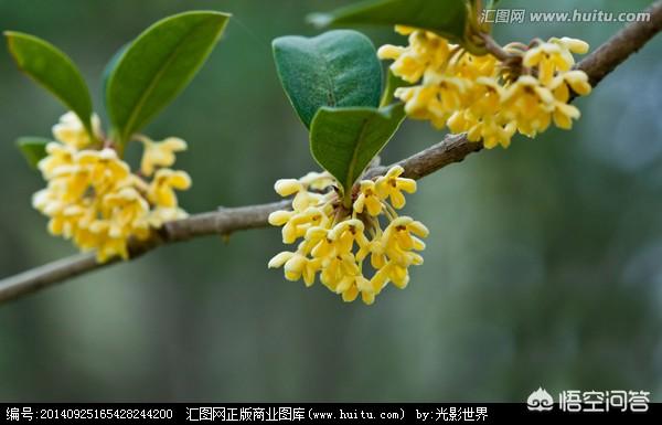 桂花树的作用,你觉得桂花树有哪些用途？