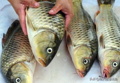 鱼吃什么食物家里食物,鲤鱼除了饲料可以喂什么？