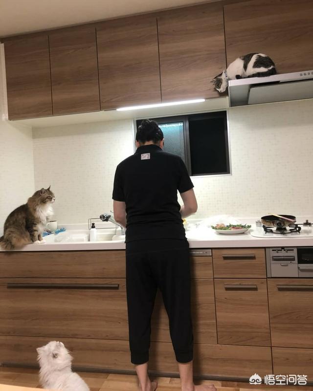 猫是什么动物,猫的眼中，人类是它的什么？