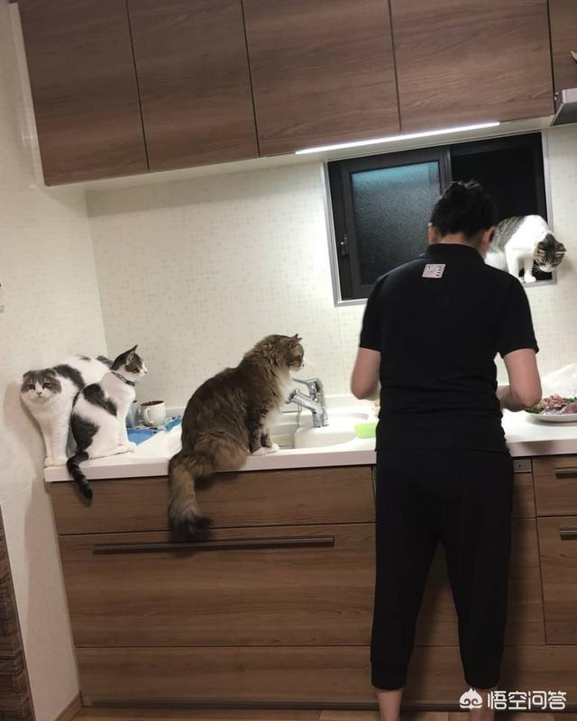 猫是什么动物,猫的眼中，人类是它的什么？