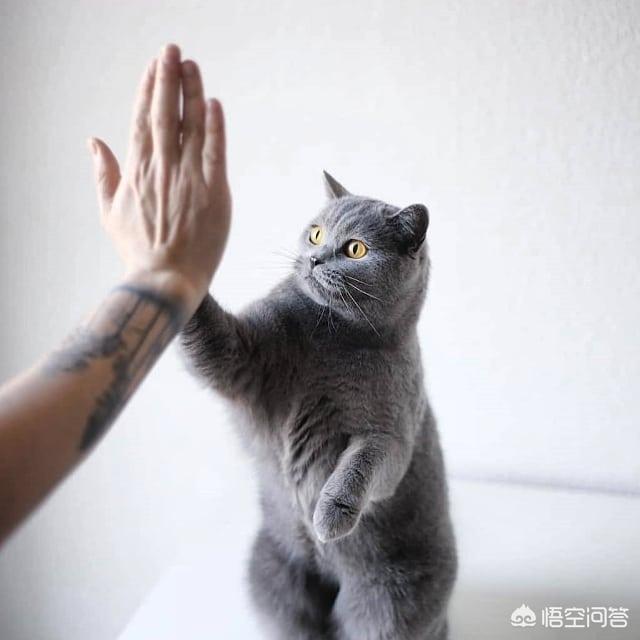 猫是什么动物,猫的眼中，人类是它的什么？