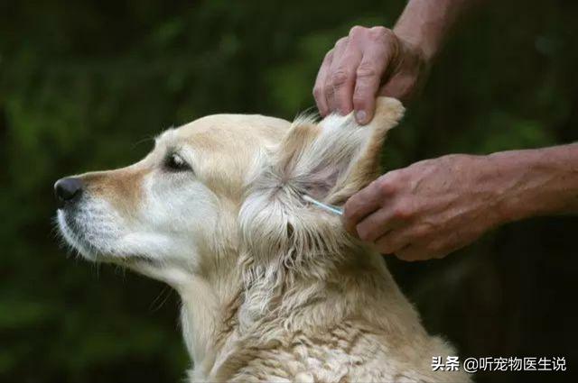 螨虫最怕什么药,用什么药能快速治疗狗狗的耳螨？