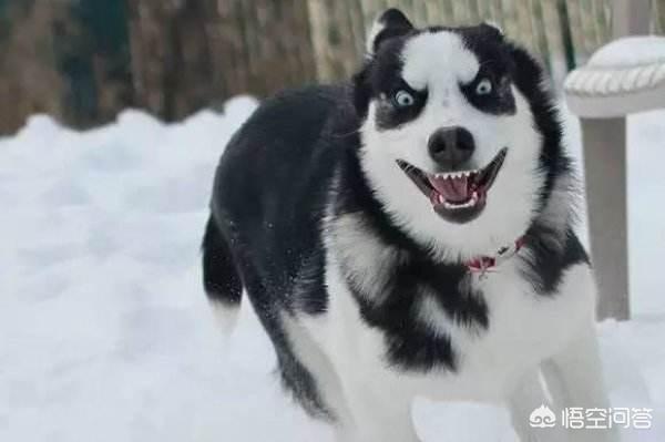 秋田犬好养吗,金毛、二哈和秋田养哪个好？