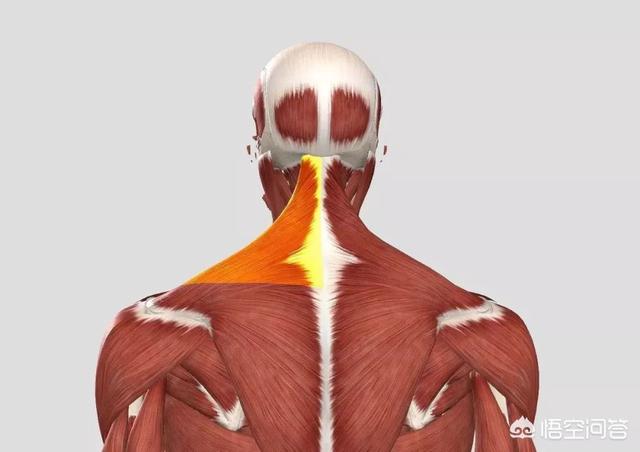 斜方肌拉伸,斜方肌大，溜肩怎么改善？
