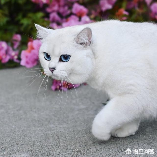 公猫发情怎么办,公猫发情乱叫好吵怎么办？