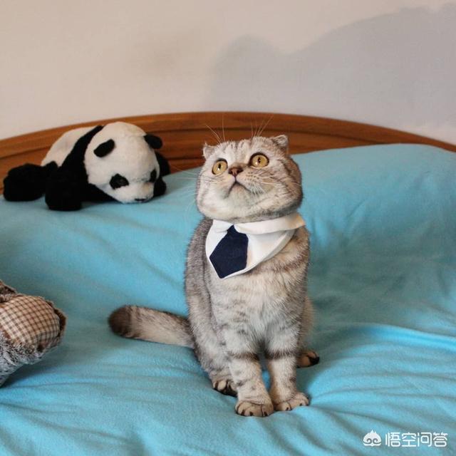 新手养猫需要准备什么,新手养猫注意事项是什么？