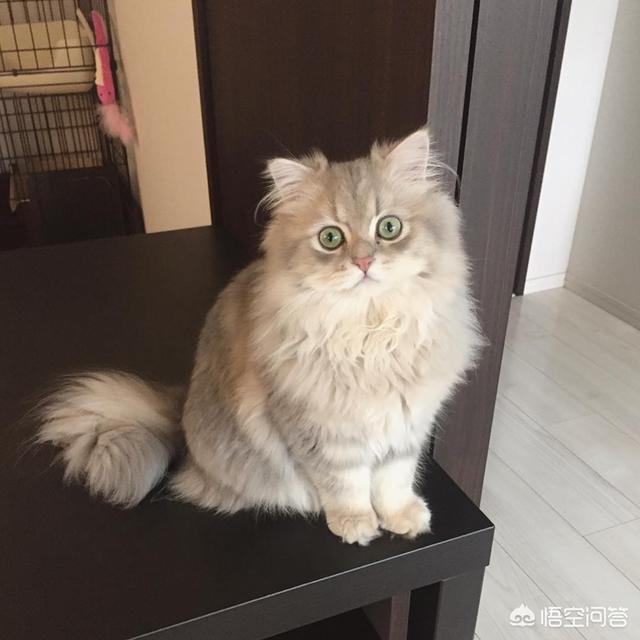 新手养猫需要准备什么,新手养猫注意事项是什么？