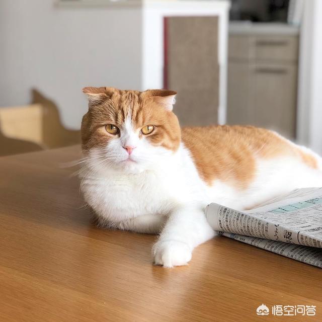 新手养猫需要准备什么,新手养猫注意事项是什么？