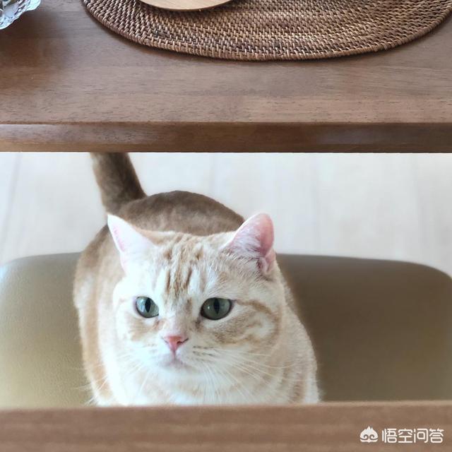 新手养猫需要准备什么,新手养猫注意事项是什么？