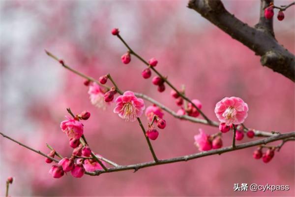 春季开的花,关于春天的花，都有哪些？