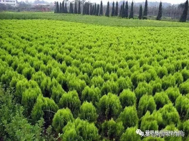 植树意义,为什么我们要在春雨后栽树？