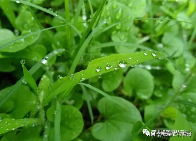 植树意义,为什么我们要在春雨后栽树？