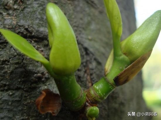 菠萝蜜种子怎么种盆栽,菠萝蜜的种子种时用去到外壳吗？