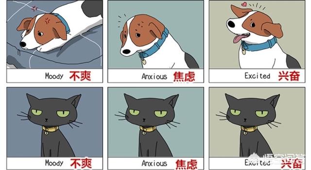 兔子认主人吗,猫咪的一生只会认定一个主人吗？