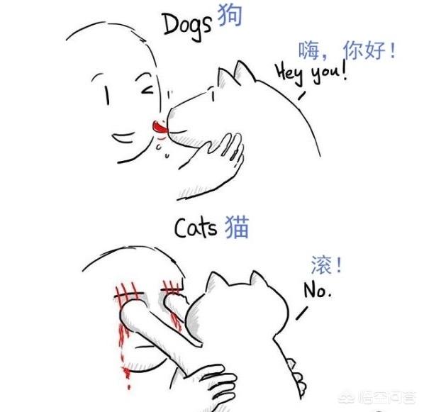 兔子认主人吗,猫咪的一生只会认定一个主人吗？