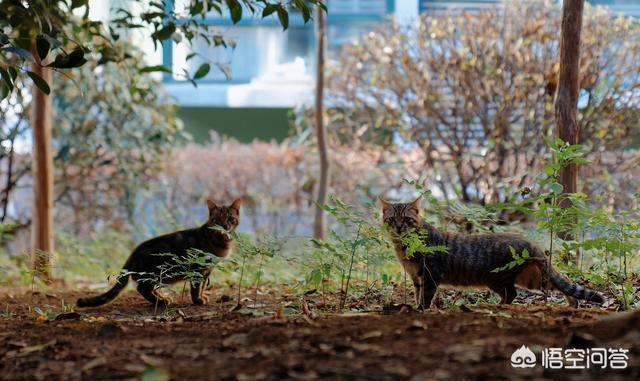 缅因猫为什么不能养,为什么有人说养猫不养美短猫？