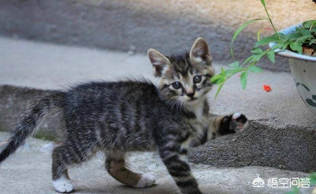 缅因猫为什么不能养,为什么有人说养猫不养美短猫？