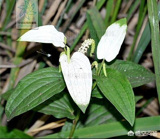 三妙丸的功效与作用,三白草有什么功效和作用？