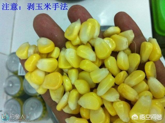 玉米钓草鱼绝招,钓草鱼用的玉米怎么炮制？