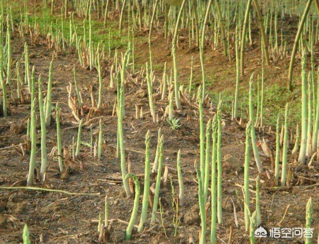 芦笋种植技术,芦笋高产栽培技术有哪些？