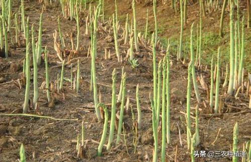 芦笋种植技术,芦笋高产栽培技术有哪些？