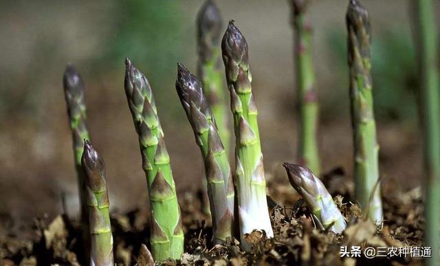 芦笋种植技术,芦笋高产栽培技术有哪些？