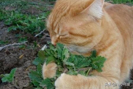 猫薄荷和薄荷的区别,猫草和猫薄荷有什么区别？