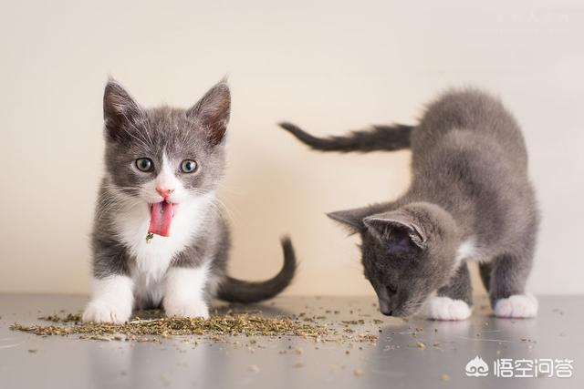 猫薄荷对猫有什么作用,猫薄荷对猫科动物有什么影响？