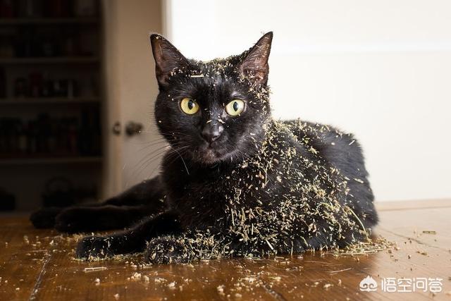 猫薄荷对猫有什么作用,猫薄荷对猫科动物有什么影响？