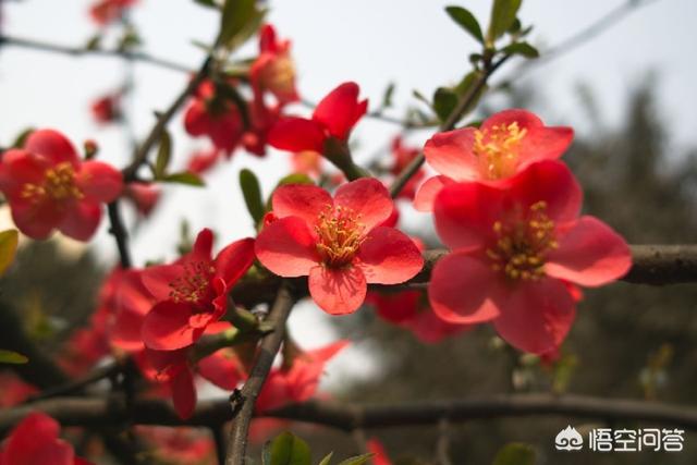 赞美春花的诗句,有哪些经典的描写花开的诗？