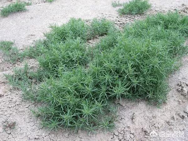 野菜的种类,生活在城市的你，吃过几种野菜？