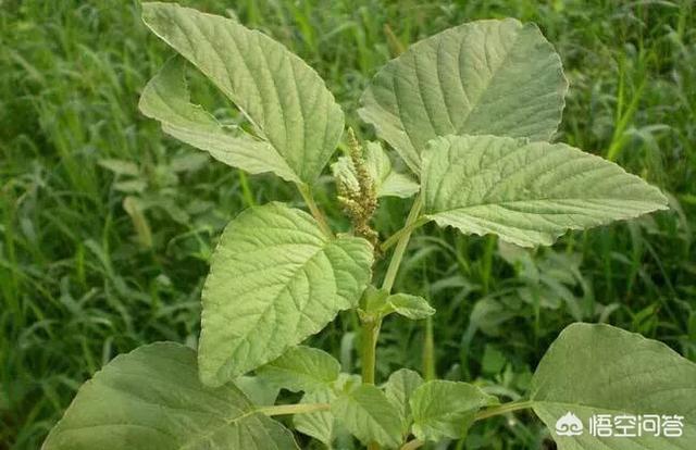 野菜的种类,生活在城市的你，吃过几种野菜？