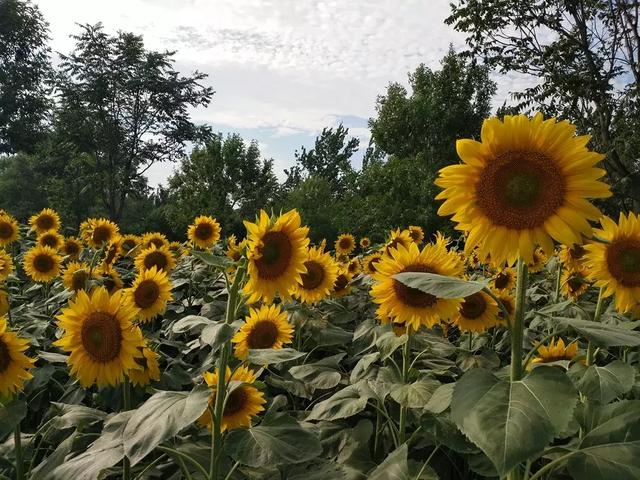 向日葵简笔画大全,种的向日葵苗开始枯了怎么办？