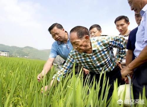 杂交水稻的意义,中国的杂交水稻是如何诞生的？