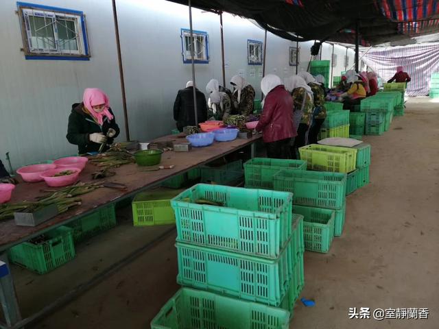 芦笋种植,芦笋需要像葱一样培土吗？