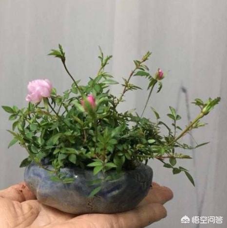 买鲜花,刚买回来的花换盆儿行吗？