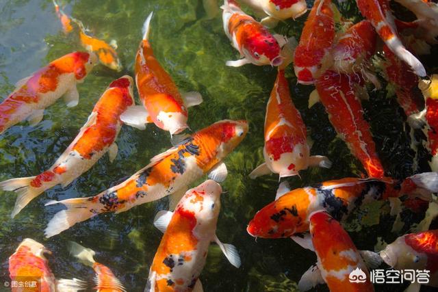 锦鲤本鲤什么意思,锦鲤可不可以喂食用鱼卵？