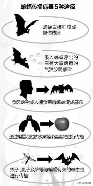 庚子年为什么不好,2020年为何感觉这么多灾难？