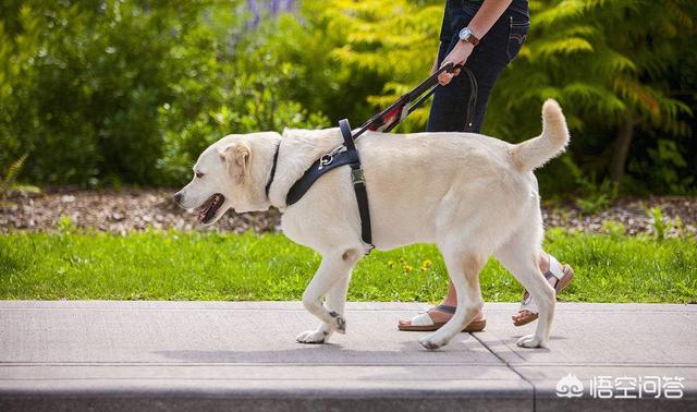 导盲犬咬人,退役后的导盲犬该不该被安乐死？