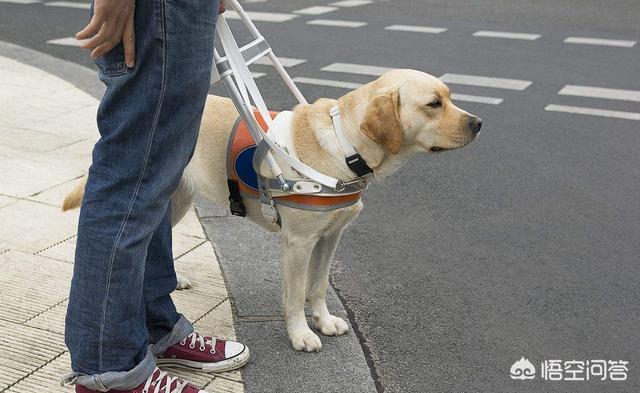 导盲犬咬人,退役后的导盲犬该不该被安乐死？